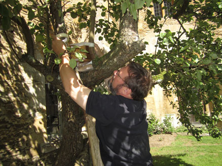 Markin Pear Tree