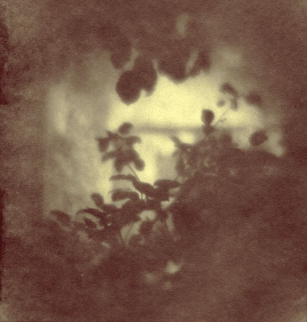 Pear Tree in the Cloisters