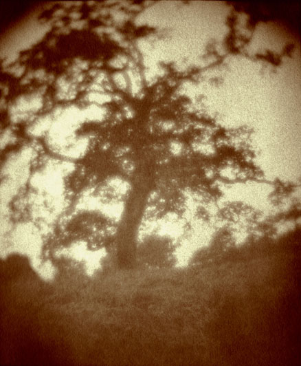 Westfield Tree